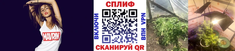 Канабис OG Kush  Купить закладки  Суворов 